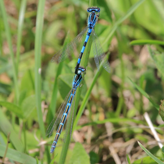 Coenagrion scitulum (Dainty Damselfly) tandem.JPG